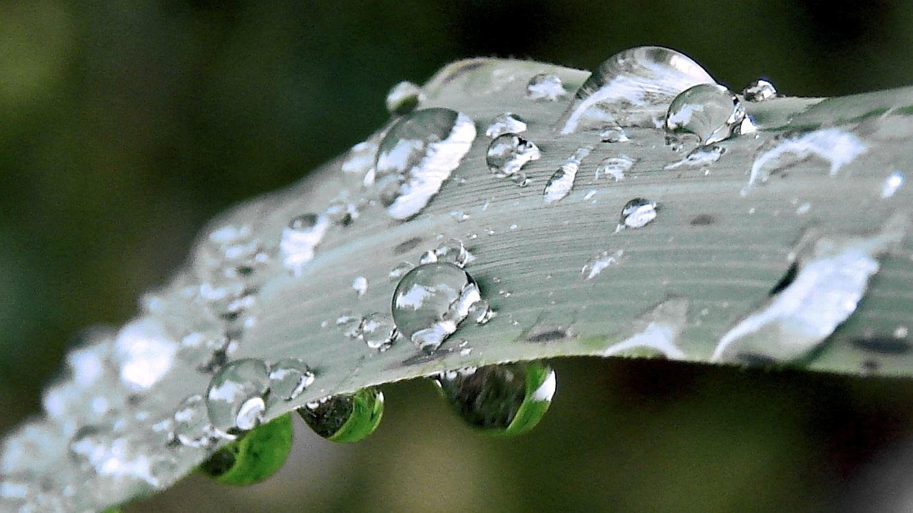 Raindrops on a leaf. Photo by Mark Vegas.